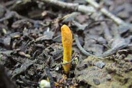 Cordyceps militaris (L.) Fr. 1818 resmi