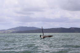 Image of Arctic Skua