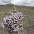 Imagem de Limonium coralloides (Tausch) Lincz.