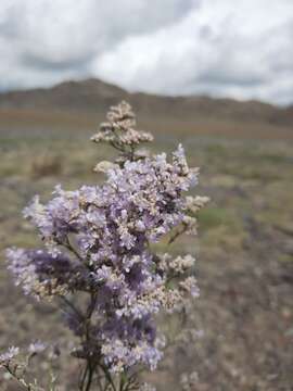 Image of Limonium coralloides (Tausch) Lincz.