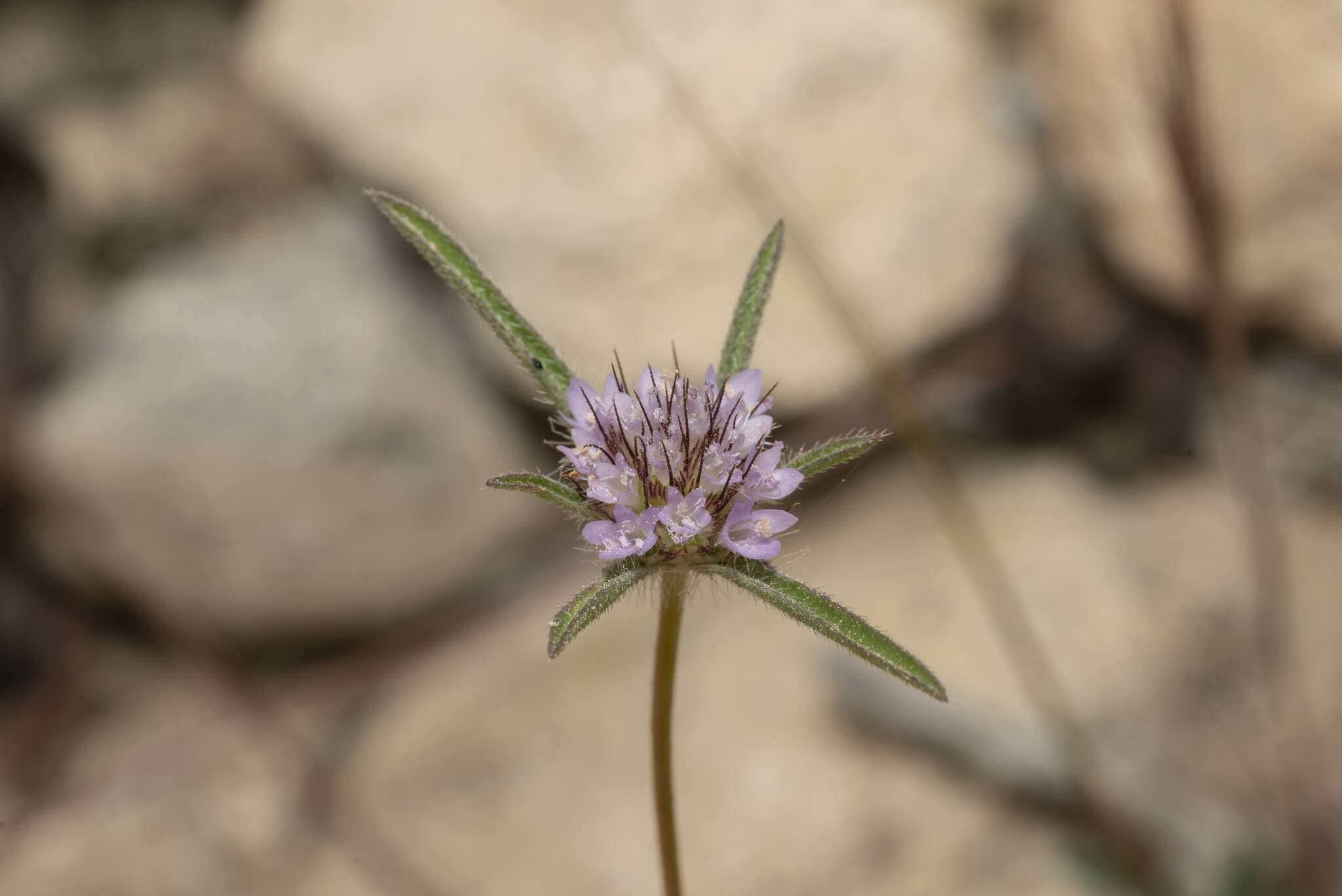Image of Lomelosia divaricata (Jacq.) W. Greuter & Burdet