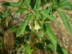 Image of <i>Physalis <i>longifolia</i></i> var. longifolia