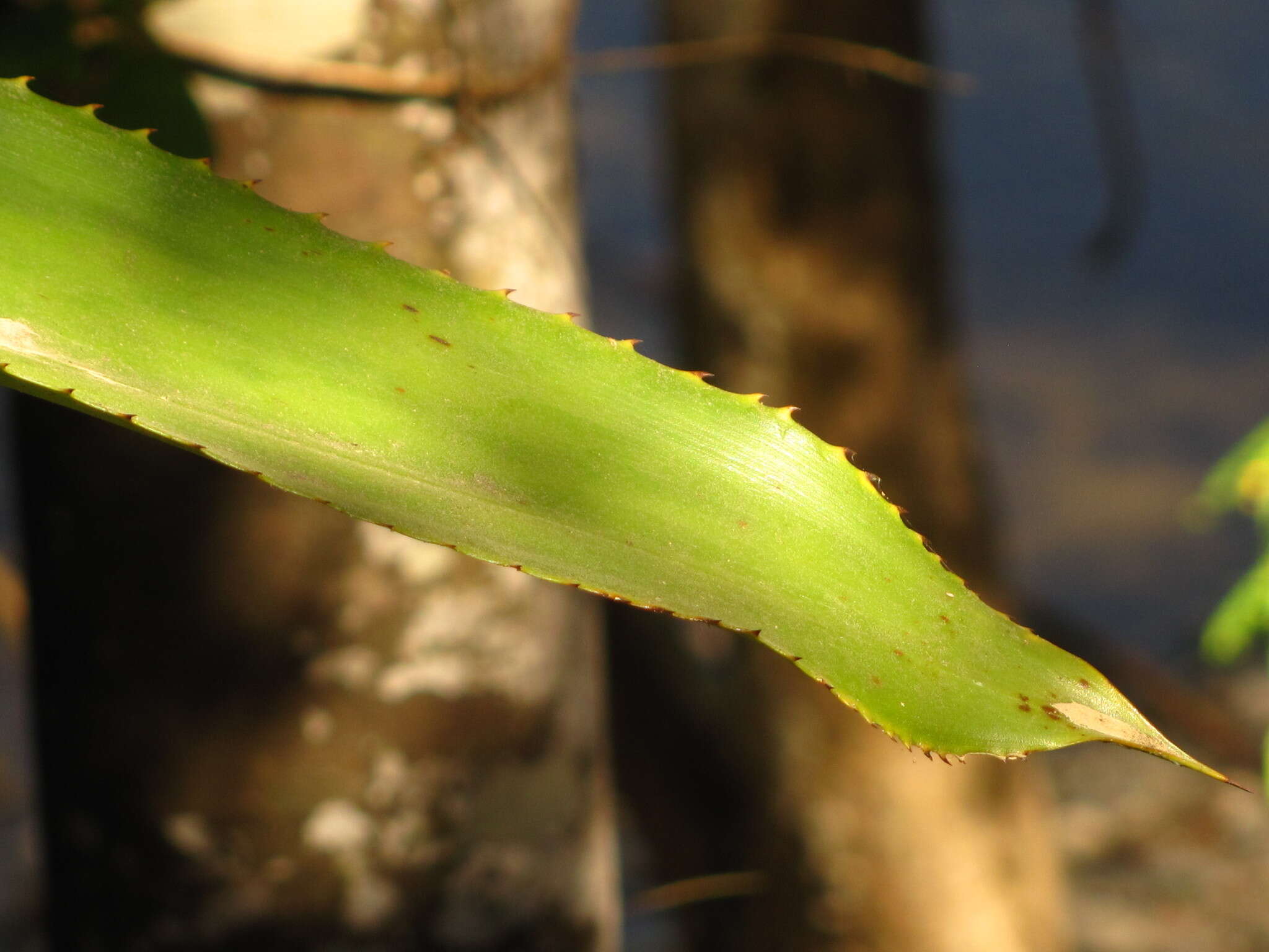 Aechmea mcvaughii L. B. Sm.的圖片