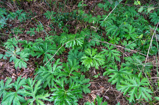 Imagem de Ligularia japonica (Thunb.) Less.