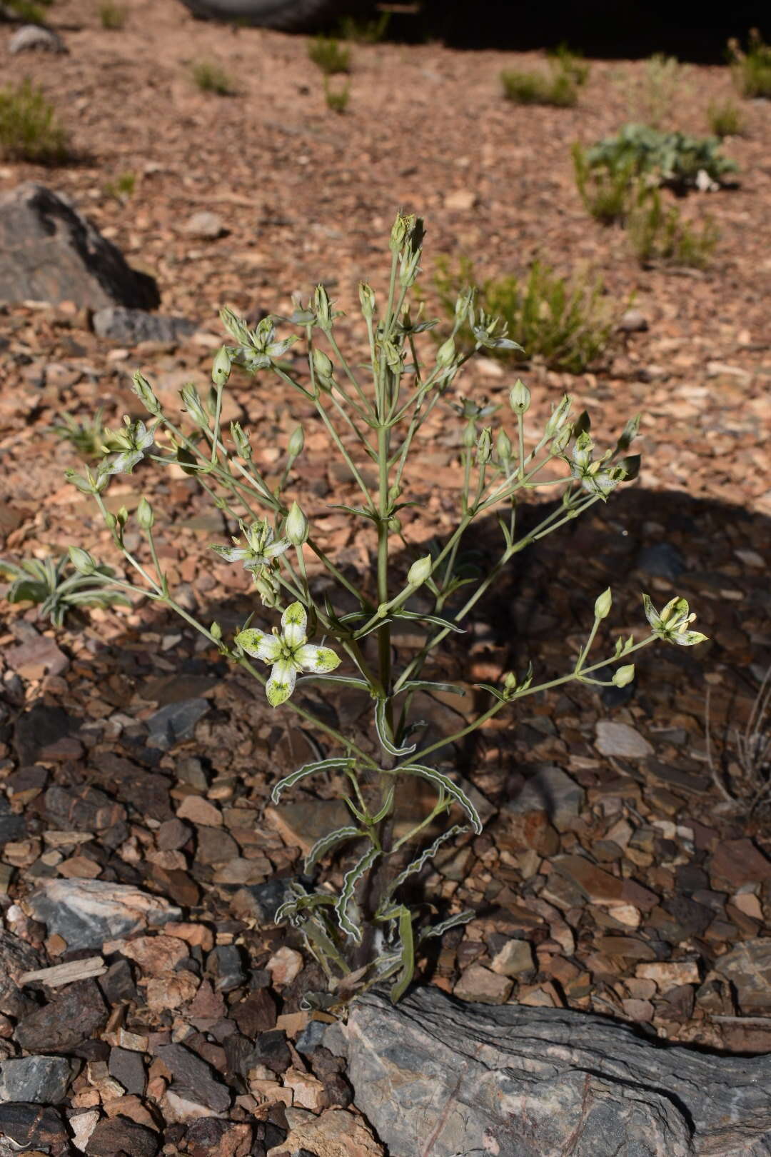 Image of desert frasera