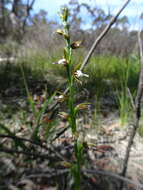 Imagem de Prasophyllum brevilabre (Lindl.) Hook. fil.