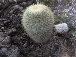 Imagem de Mammillaria flavicentra Backeb. ex Mottram