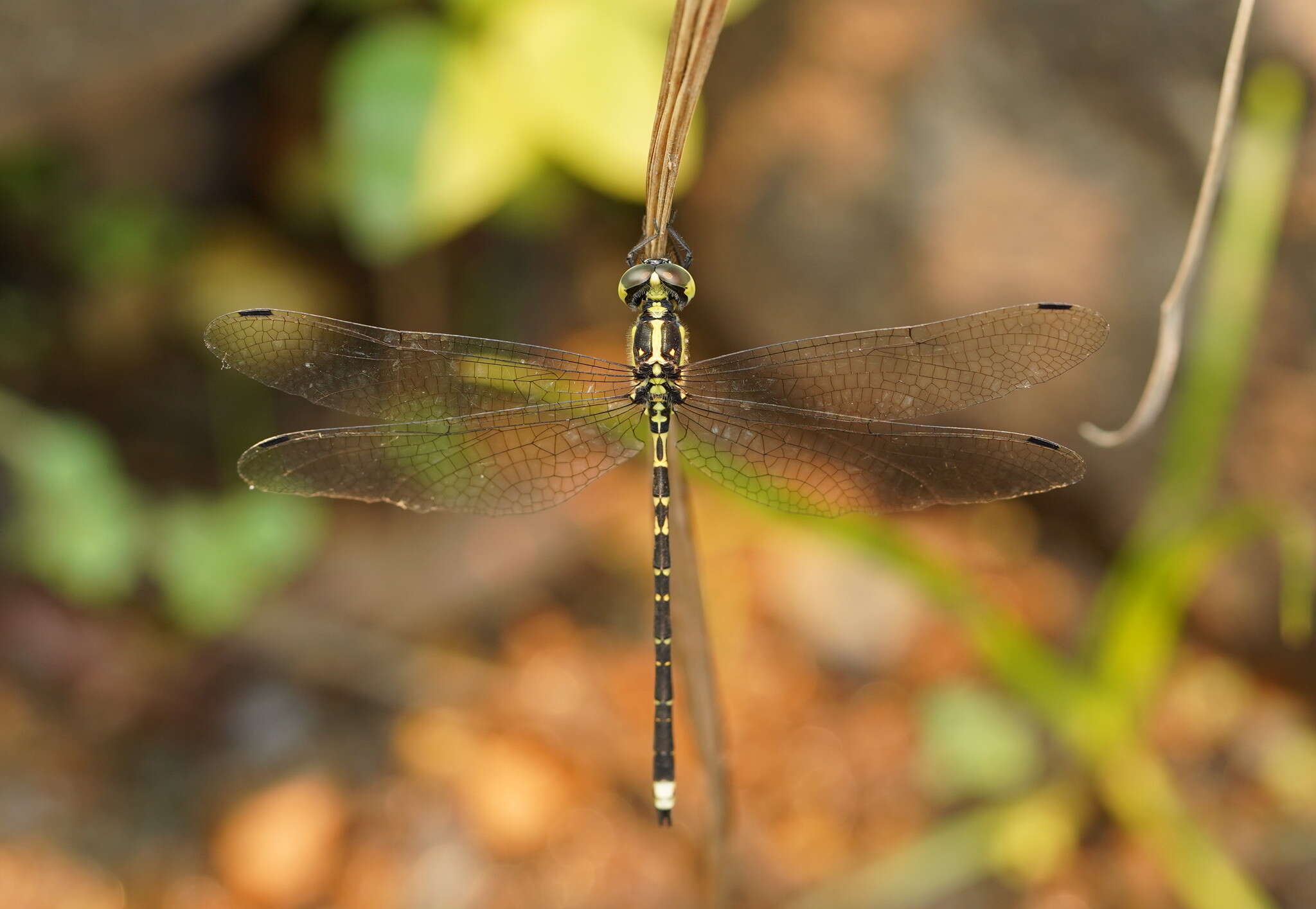 Image of Choristhemis Tillyard 1910