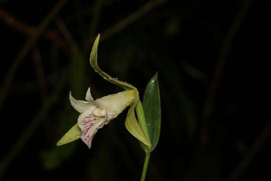 Image of Cleistes grandiflora (Aubl.) Schltr.