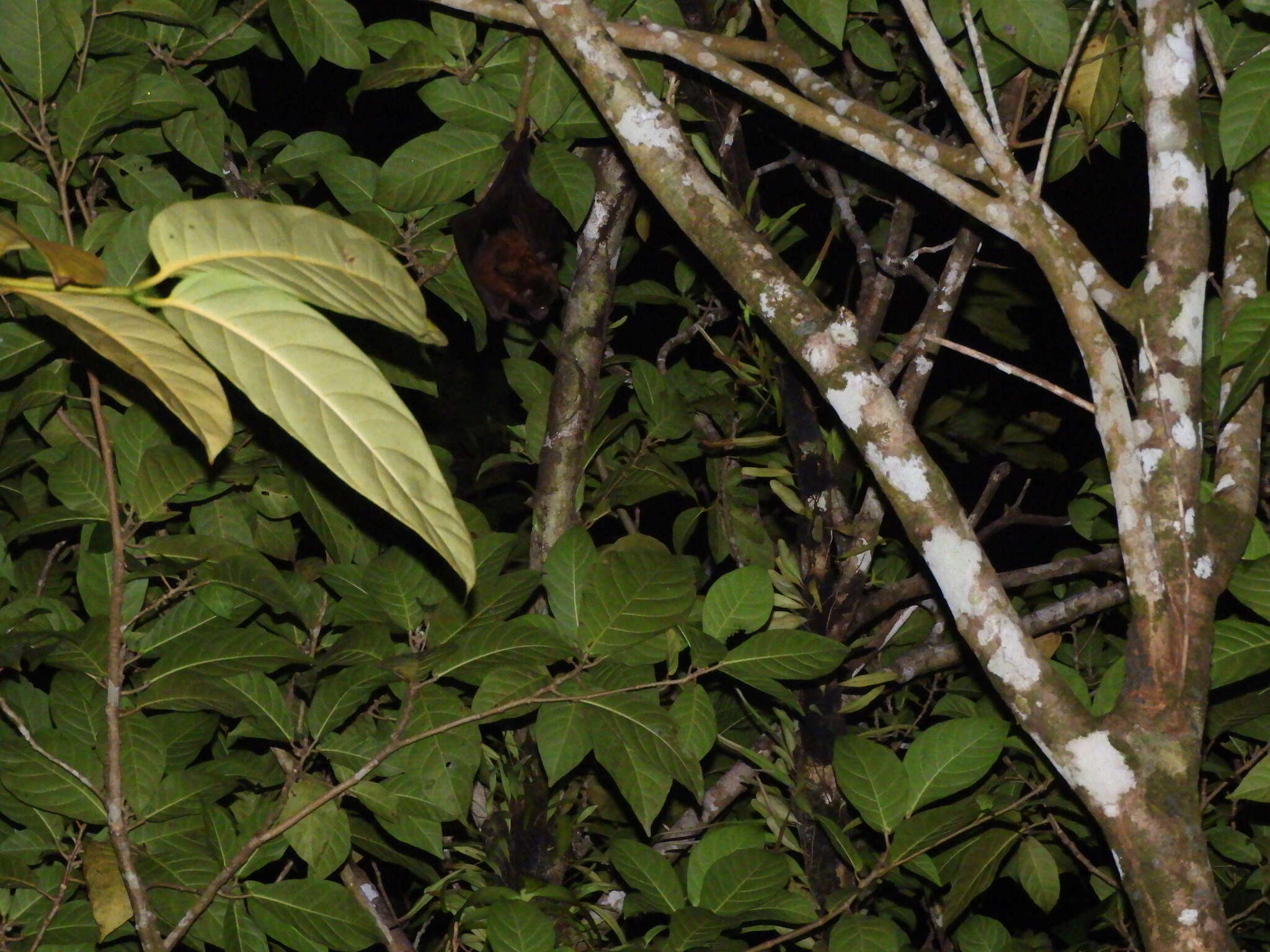 Image of Admiralty Flying Fox