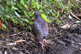 Image of White-throated Quail-Dove