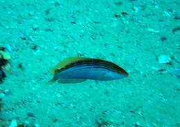 Image of Rainbow Slender Wrasse