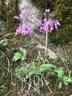 Image of Allium carinatum subsp. pulchellum (G. Don) Bonnier & Layens