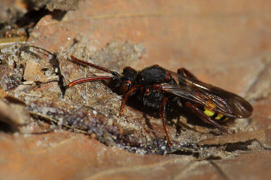 Image of Nomada leucophthalma (Kirby 1802)