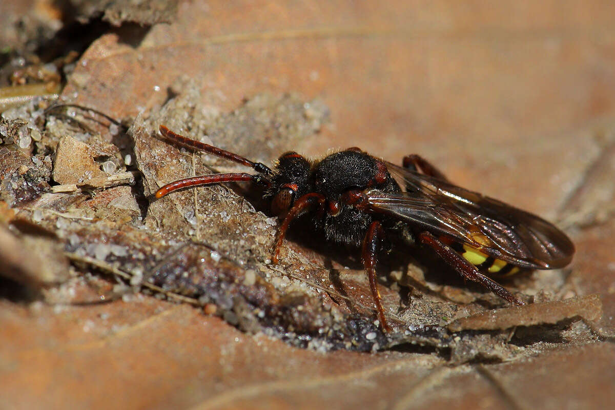 Слика од Nomada leucophthalma (Kirby 1802)