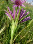 Image de Tragopogon porrifolius subsp. eriospermus (Ten.) Greuter