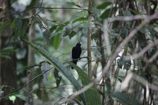 Image of Scarlet-rumped Cacique