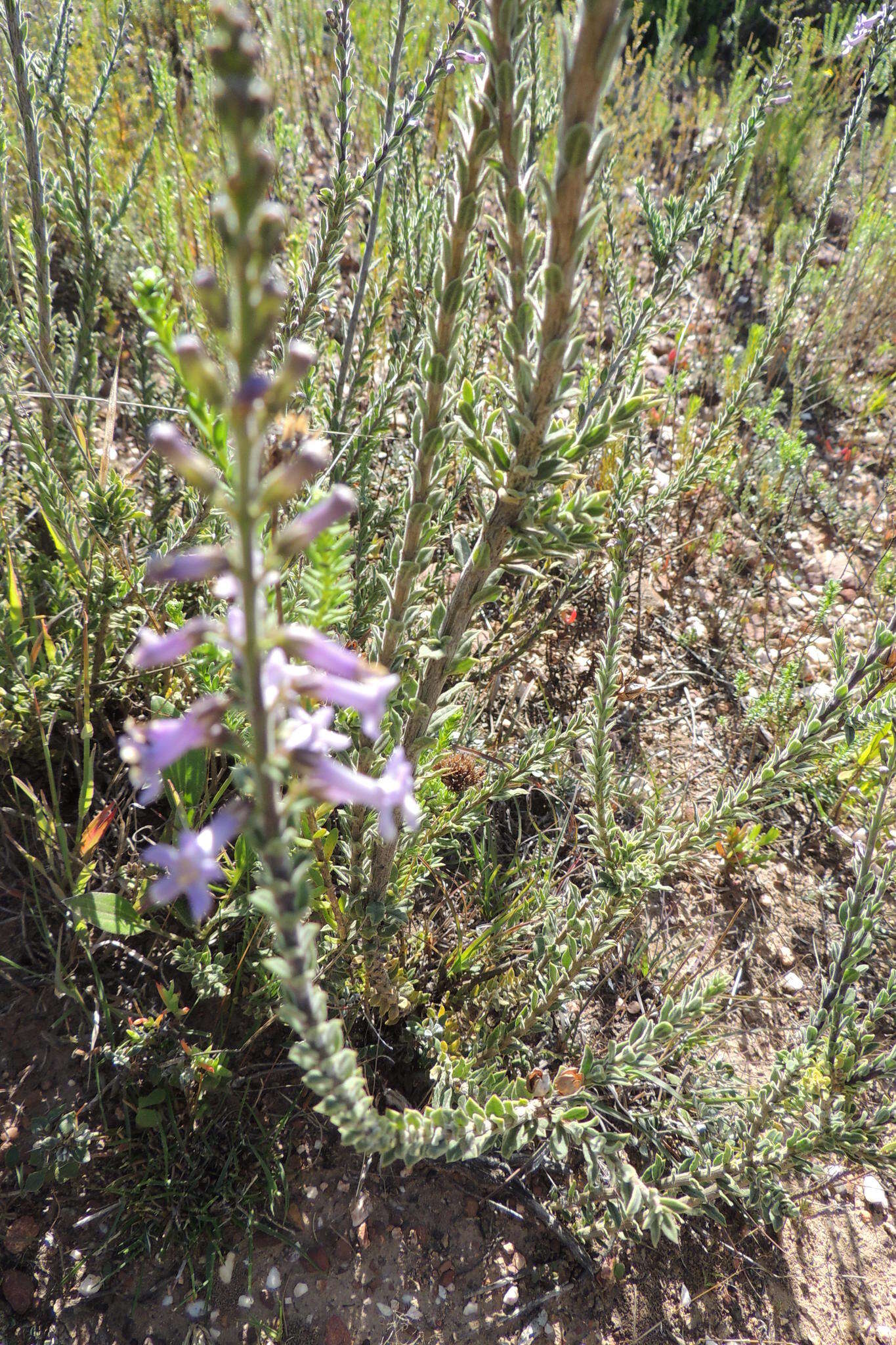 Imagem de Freylinia undulata (L. fil.) Benth.