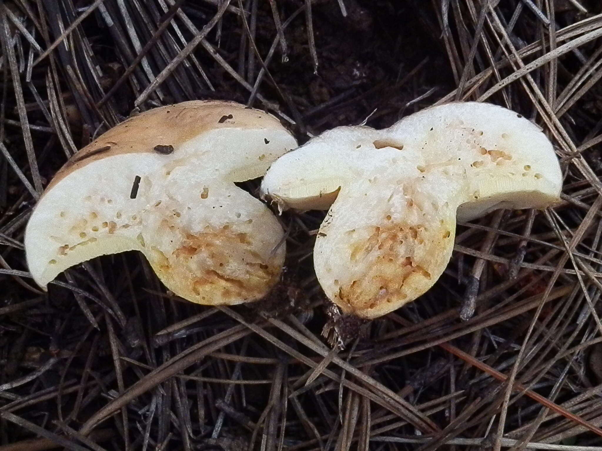 Plancia ëd Suillus occidentalis Thiers 1976