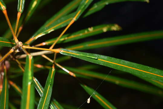 Image of Codiaeum peltatum (Labill.) P. S. Green