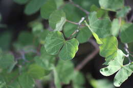 Plancia ëd Bauhinia macranthera Hemsl.