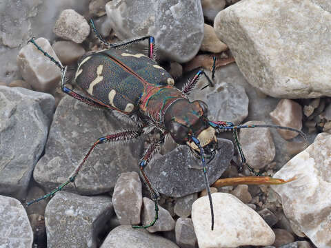 Image of Cicindela (Cicindela) hybrida transversalis Dejean 1822