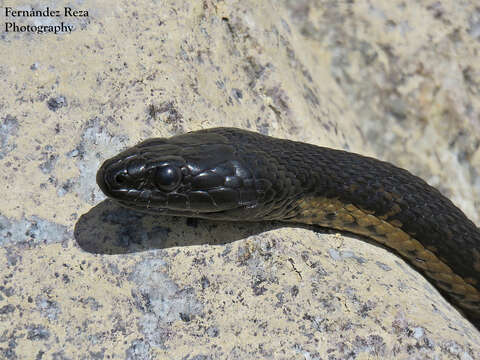 Image of Thamnophis validus celaeno (Cope 1861)