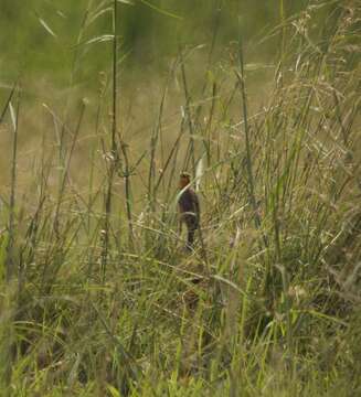 Image of Cape Longclaw