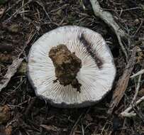 Plancia ëd Russula inquinata McNabb 1973