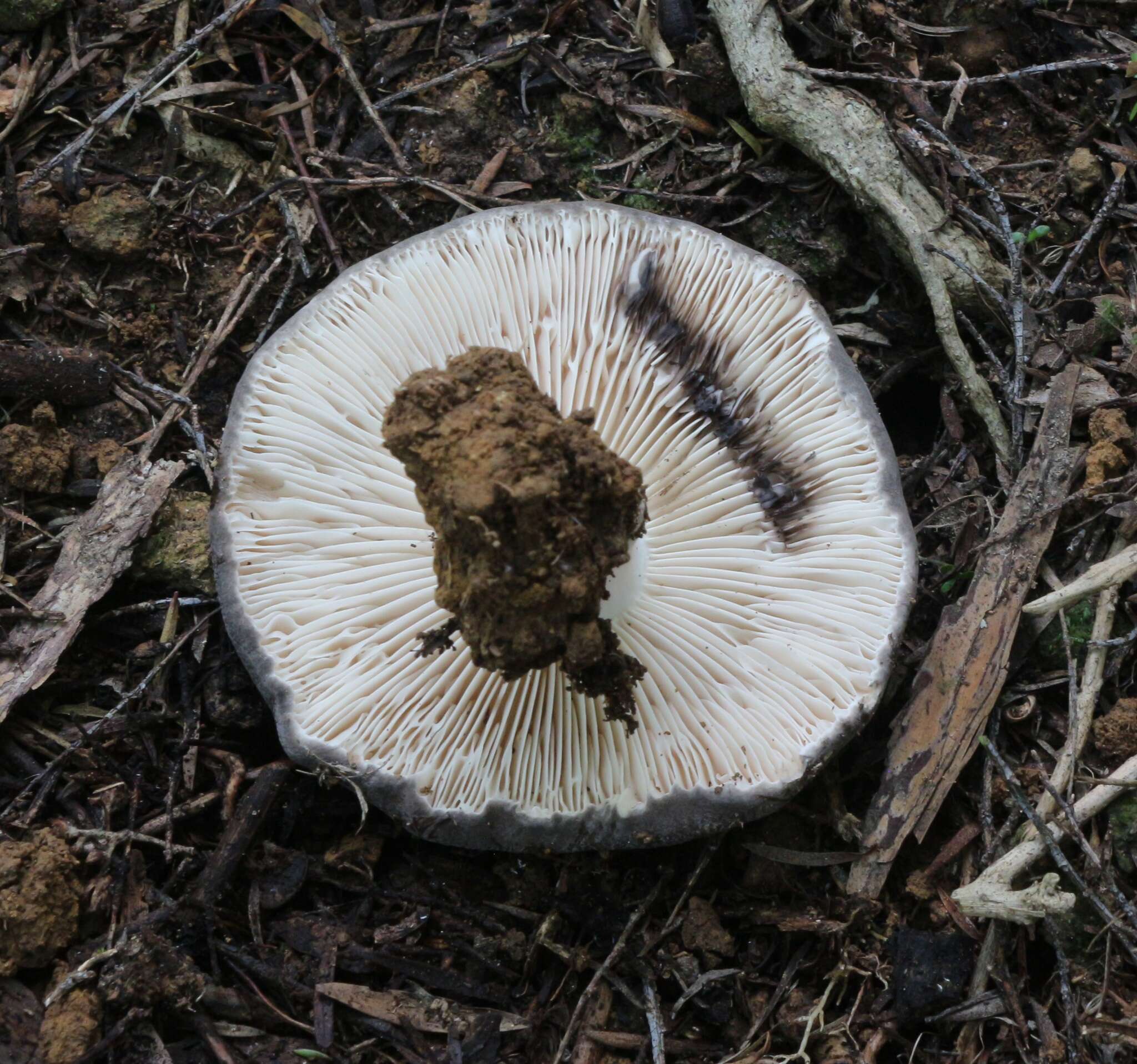 Plancia ëd Russula inquinata McNabb 1973