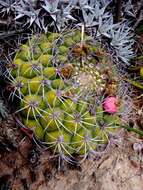 Image of Gymnocalycium saglionis (F. Cels) Britton & Rose