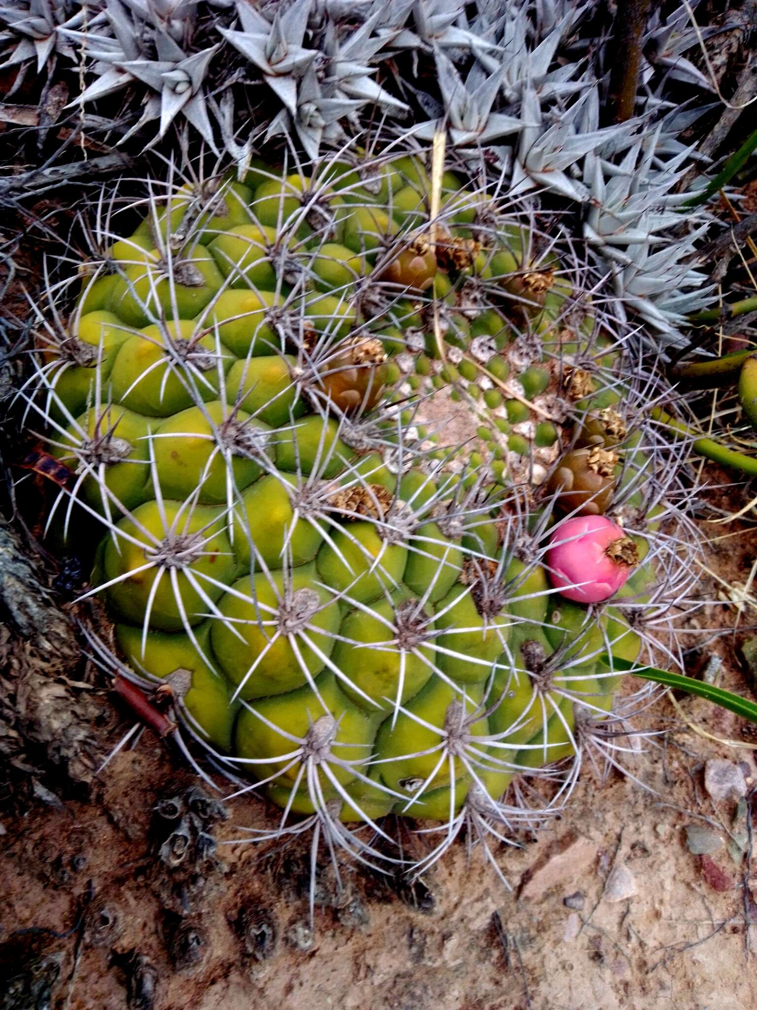 Image of Gymnocalycium saglionis (F. Cels) Britton & Rose