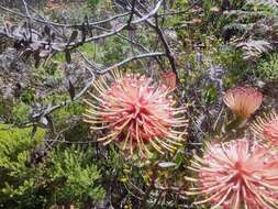 Plancia ëd Leucospermum tottum (L.) R. Br.