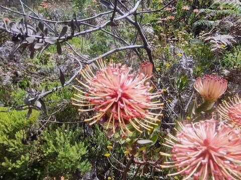 Plancia ëd Leucospermum tottum (L.) R. Br.