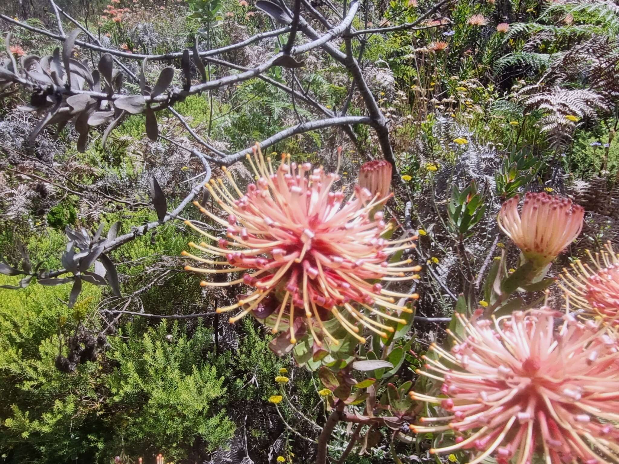 Image of Ribbon pincushion