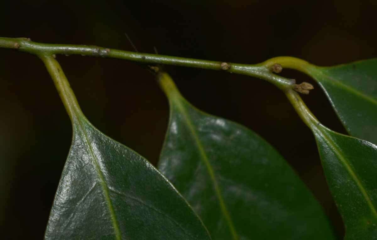 Image of Cryptocarya vulgaris B. P. M. Hyland
