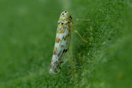 Eupteryx (Eupteryx) melissae Curtis 1837 resmi