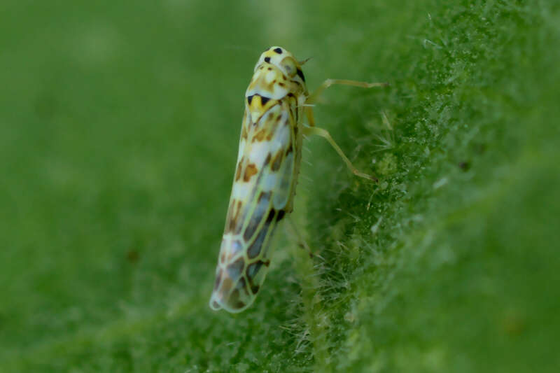 Eupteryx (Eupteryx) melissae Curtis 1837 resmi