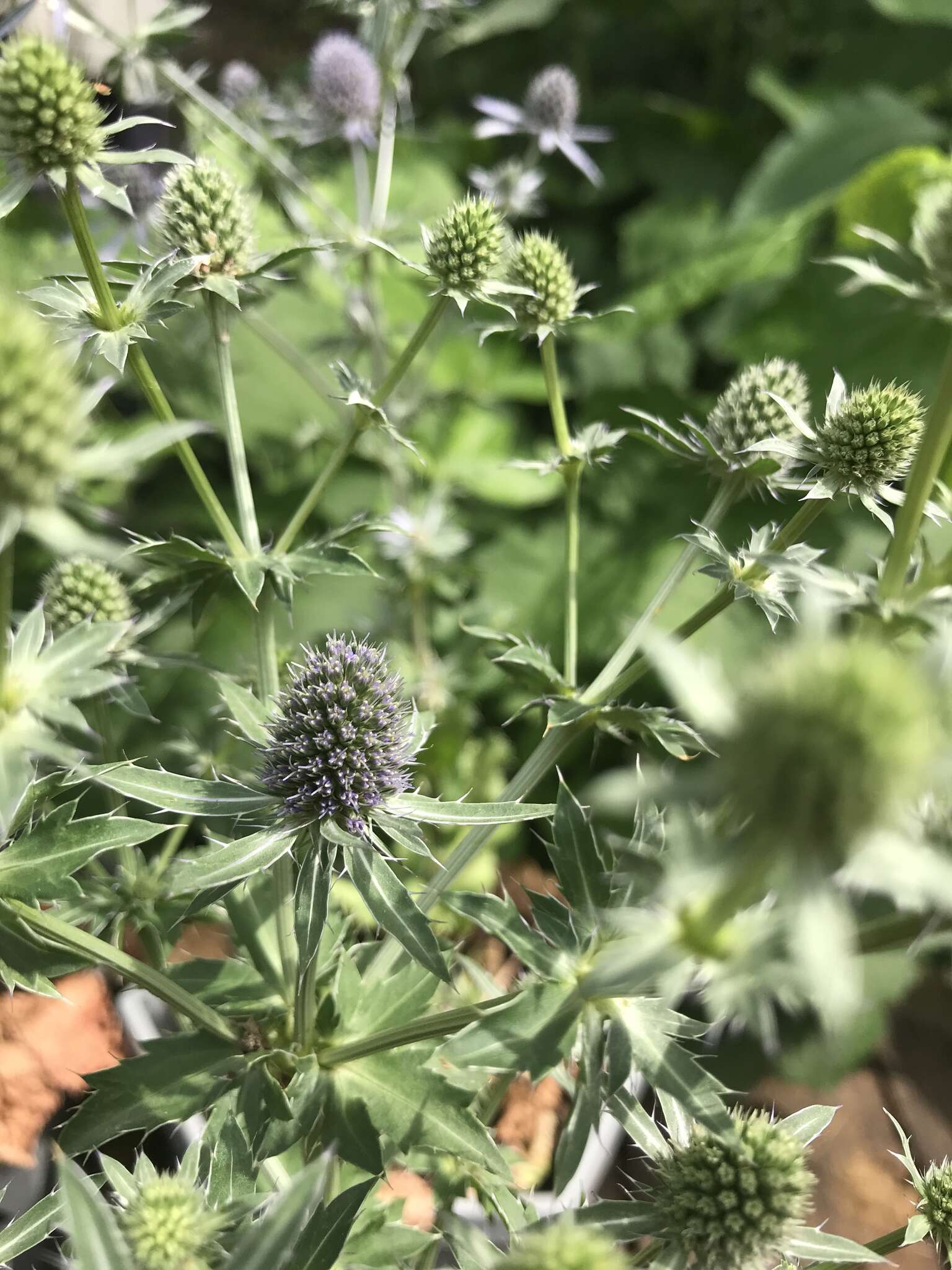 Image de Eryngium hookeri Walp.