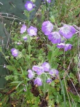 Image of sand phacelia