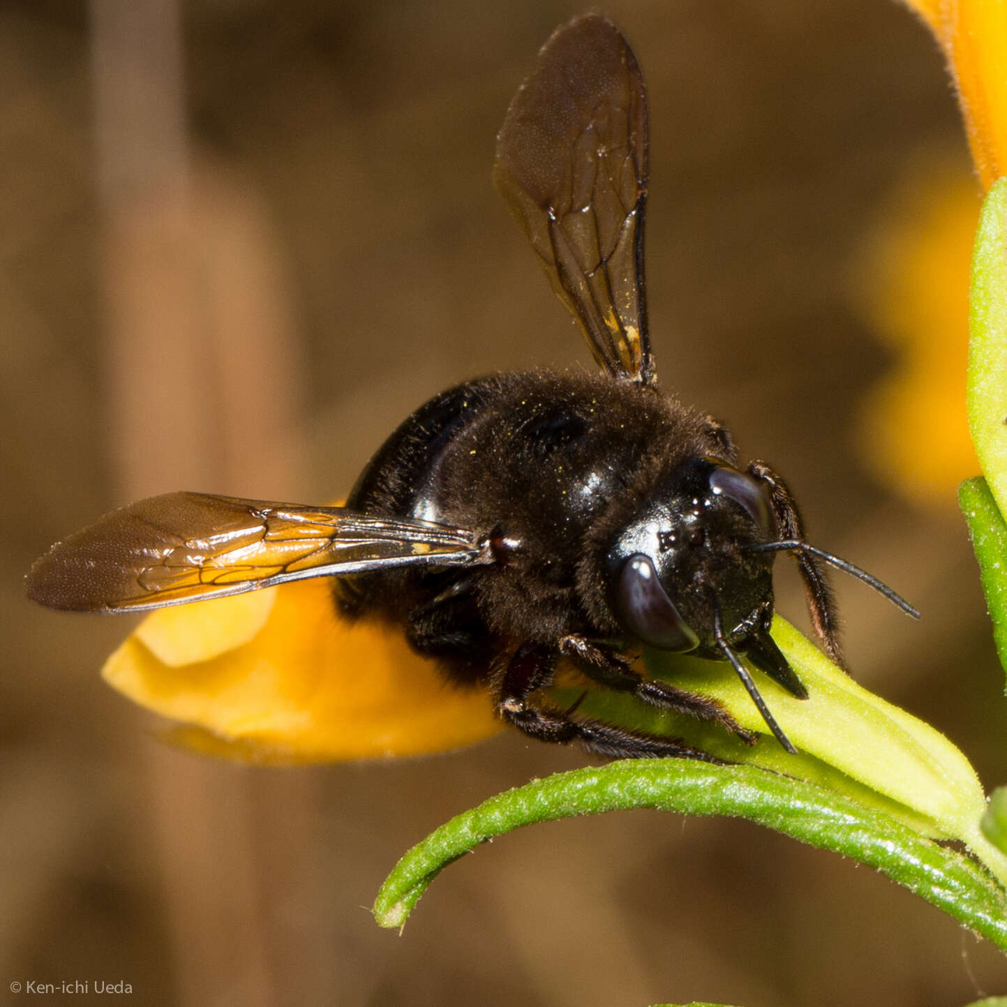 Image of Xylocopa tabaniformis orpifex Smith 1874