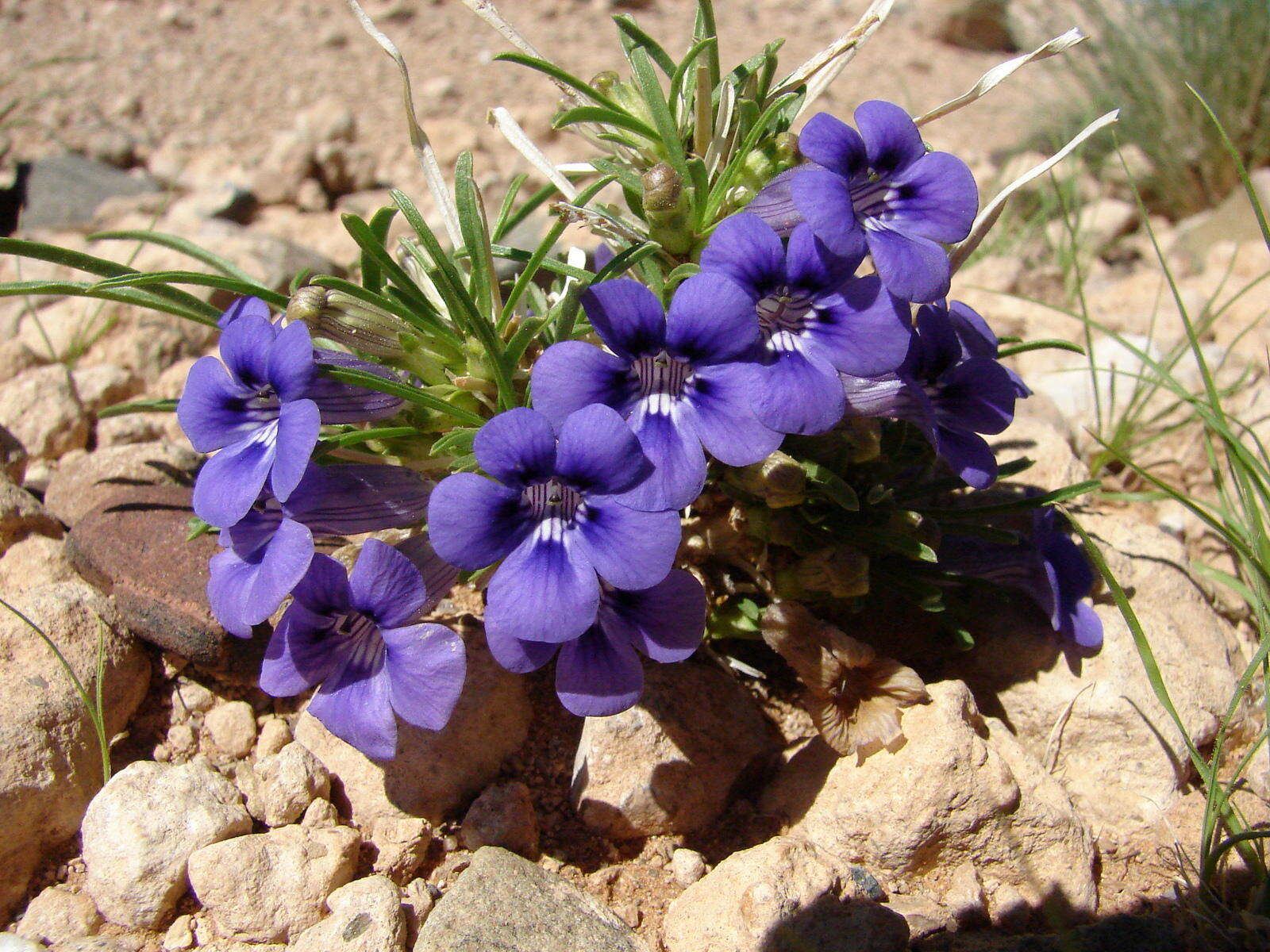 Image of Aptosimum spinescens (Thunb.) Weber