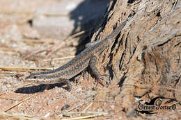 Trachylepis spilogaster (Peters 1882)的圖片