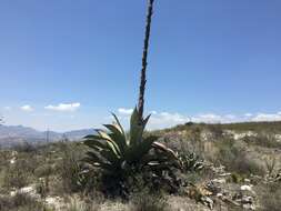 Image of Agave scaposa Gentry