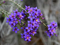 Image de Calytrix leschenaultii (Schauer) Benth.