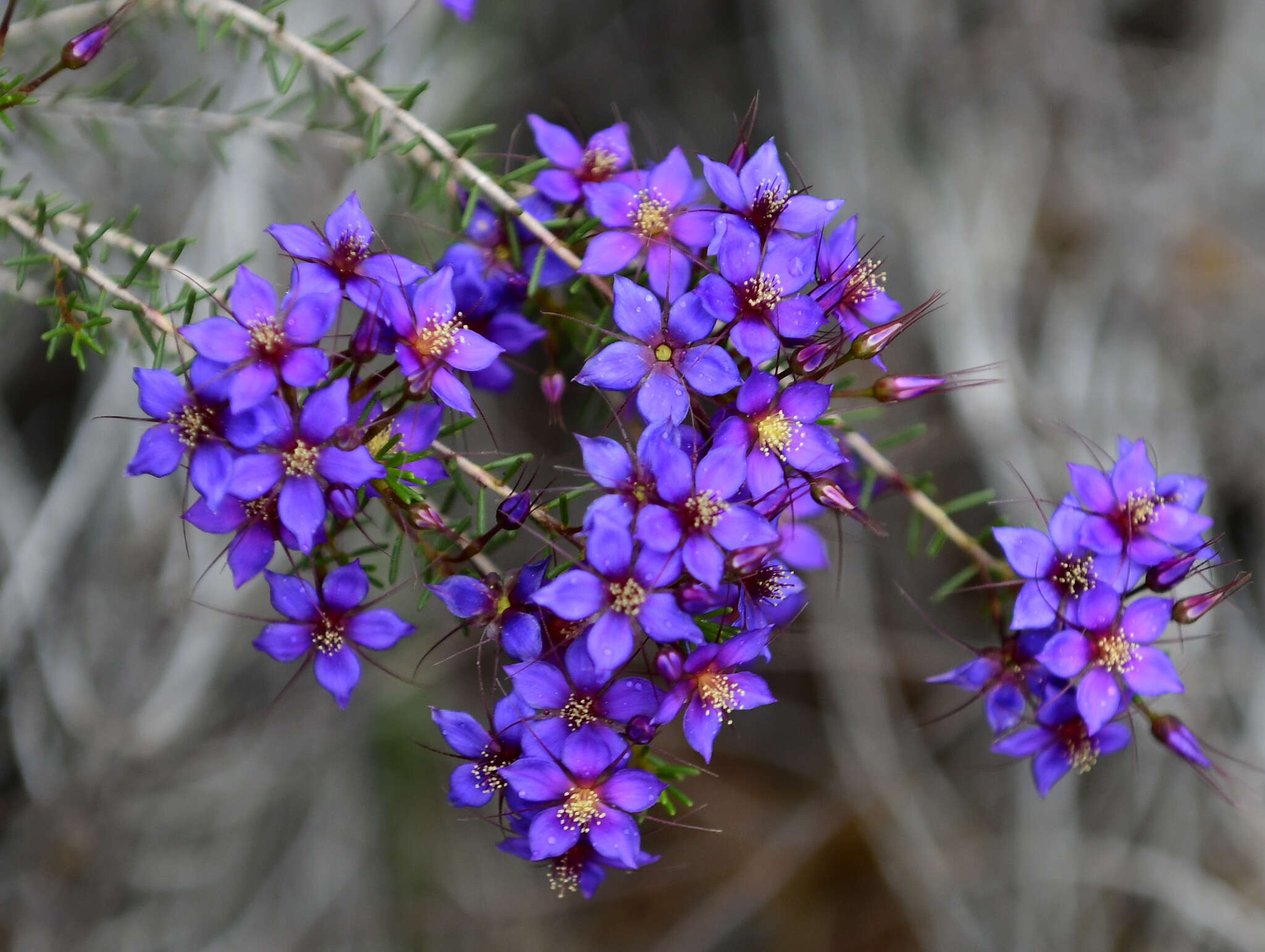 Image de Calytrix leschenaultii (Schauer) Benth.