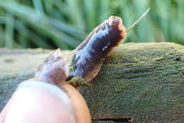 Image of New Zealand flatworm