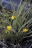 Image of Hypoxis floccosa Baker