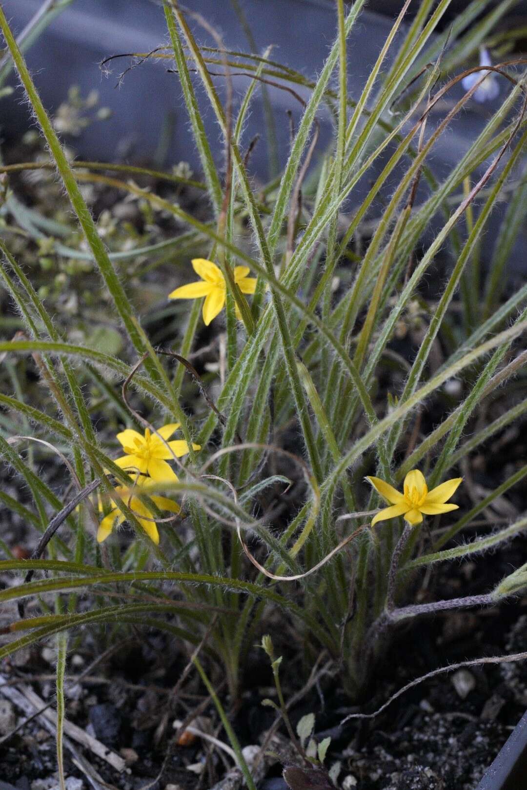 Image of Hypoxis floccosa Baker