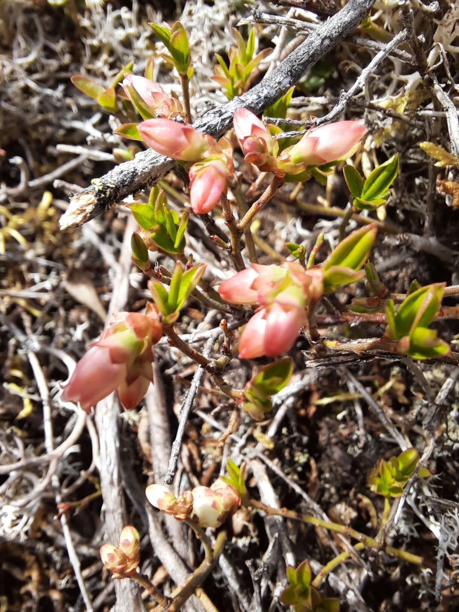 Image of northern blueberry